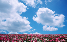 青空と花