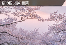 桜の国、桜の言葉